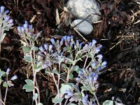 Mertensia maritima 2, Saxifraga-Dirk Hilbers