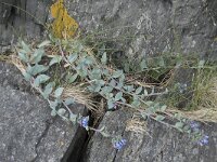 Mertensia maritima 20, Saxifraga-Willem van Kruijsbergen