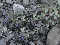 Mertensia maritima 21, Saxifraga-Willem van Kruijsbergen