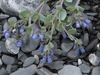 Mertensia maritima 25, Saxifraga-Willem van Kruijsbergen