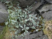 Mertensia maritima 26, Saxifraga-Willem van Kruijsbergen