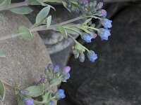 Mertensia maritima 29, Saxifraga-Willem van Kruijsbergen