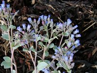 Mertensia maritima 3, Saxifraga-Dirk Hilbers