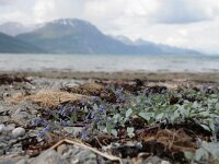 Mertensia maritima 4, Saxifraga-Dirk Hilbers