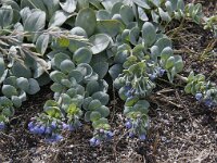 Mertensia maritima 6, Saxifraga-Harry van Oosterhout