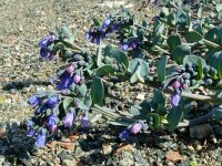 Mertensia maritima 7, Saxifraga-Hans Grotenhuis