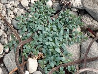 Mertensia maritima 8, Saxifraga-Hans Grotenhuis