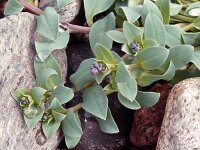 Mertensia maritima 9, Saxifraga-Hans Grotenhuis