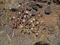Mesembryanthemum crystallinum 7, Saxifraga-Hans Grotenhuis