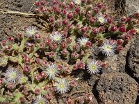 Mesembryanthemum crystallinum 8, Saxifraga-Hans Grotenhuis