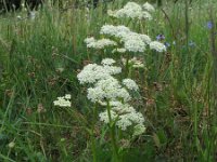 Meum athamanticum 10, Bergvenkel, Saxifraga-Rutger Barendse