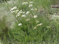 Meum athamanticum 12, Bergvenkel, Saxifraga-Peter Meininger