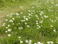 Meum athamanticum 18, Bergvenkel, Saxifraga-Ed Stikvoort