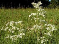 Meum athamanticum 19, Bergvenkel, Saxifraga-Ed Stikvoort