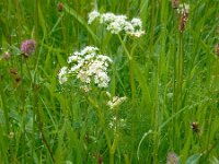Meum athamanticum 20, Bergvenkel, Saxifraga-Ed Stikvoort