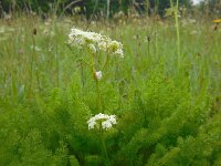 Meum athamanticum 21, Bergvenkel, Saxifraga-Ed Stikvoort