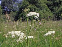 Meum athamanticum 23, Bergvenkel, Saxifraga-Jeroen Willemsen