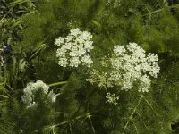 Meum athamanticum 3, Bergvenkel, Saxifraga-Jan van der Straaten