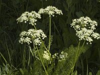 Meum athamanticum 4, Bergvenkel, Saxifraga-Jan van der Straaten