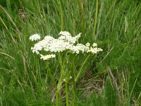 Meum athamanticum 5, Bergvenkel, Saxifraga-Dirk Hilbers