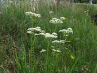 Meum athamanticum 8, Bergvenkel, Saxifraga-Rutger Barendse