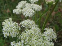 Meum athamanticum 9, Bergvenkel, Saxifraga-Rutger Barendse