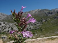 Micromeria croatica 1, Saxifraga-Jasenka Topic