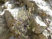 Micromeria helianthemifolia 1, Saxifraga-Rutger Barendse