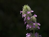 Micromeria nervosa 2, Saxifraga-Jan van der Straaten