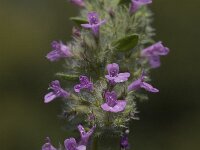 Micromeria nervosa 3, Saxifraga-Willem van Kruijsbergen