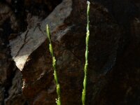 Micropyrum tenellum 7, Grindstijfgras, Saxifraga-Ed Stikvoort : rondom Sail-sous-Couzan s9900