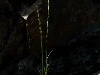 Micropyrum tenellum 8, Grindstijfgras, Saxifraga-Ed Stikvoort : rondom Sail-sous-Couzan s9900