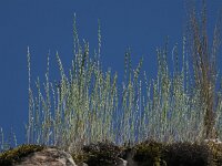 Micropyrum tenellum 9, Grindstijfgras, Saxifraga-Ed Stikvoort : rondom Sail-sous-Couzan