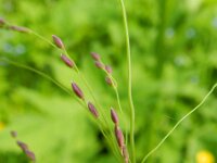 Milium effusum 10, Bosgierstgras, Saxifraga-Rutger Barendse