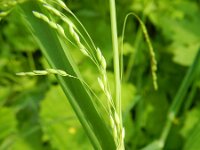 Milium effusum 11, Bosgierstgras, Saxifraga-Rutger Barendse