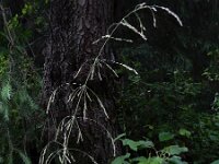 Milium effusum 14, Bosgierstgras, Saxifraga-Ed Stikvoort
