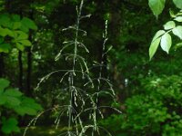Milium effusum 15, Bosgierstgras, Saxifraga-Ed Stikvoort