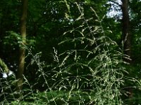 Milium effusum 16, Bosgierstgras, Saxifraga-Ed Stikvoort