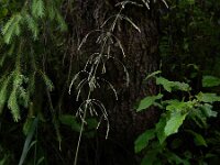 Milium effusum 17, Bosgierstgras, Saxifraga-Ed Stikvoort