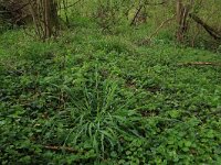 Milium effusum 2, Bosgierstgras, Saxifraga-Hans Boll