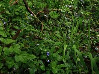 Milium effusum 3, Bosgierstgras, Saxifraga-Hans Boll