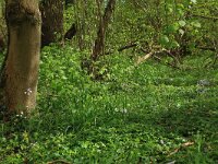 Milium effusum 4, Bosgierstgras, Saxifraga-Hans Boll