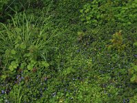 Milium effusum 5, Bosgierstgras, Saxifraga-Hans Boll