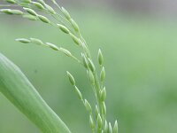 Milium effusum 9, Bosgierstgras, Saxifraga-Rutger Barendse