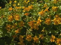 Mimulus guttatus 10, Gele maskerbloem, Saxifraga-Jan van der Straaten