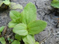 Mimulus guttatus 13, Gele maskerbloem, Saxifraga-Rutger Barendse