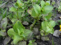 Mimulus guttatus 14, Gele maskerbloem, Saxifraga-Rutger Barendse