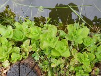 Mimulus guttatus 15, Gele maskerbloem, Saxifraga-Rutger Barendse