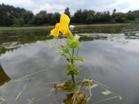 Mimulus guttatus 16, Gele maskerbloem, Saxifraga-Rutger Barendse