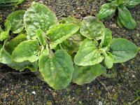 Mimulus guttatus 17, Gele maskerbloem, Saxifraga-Rutger Barendse